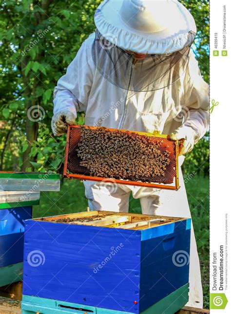 Beekeeper Views Hive Stock Image Image Of Spring Beehive 46399419