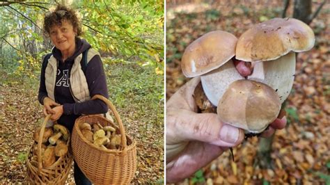 Kosze pełne pięknych i zdrowych grzybów Takie okazy grzybów zbierają