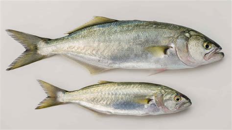 bluefish description  michael hannigan blog