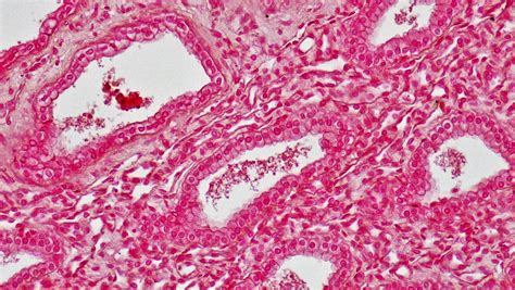 Mammalian Histology: Epithelial Tissues – Berkshire Community College ...