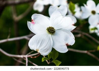 Dogwood Blossom Royalty-Free Images, Stock Photos & Pictures | Shutterstock