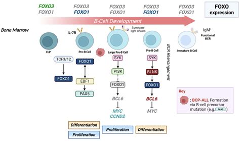 Frontiers The Discrete Roles Of Individual Foxo Transcription Factor