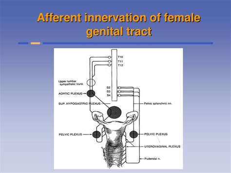 Ppt Chronic Pelvic Pain Powerpoint Presentation Free Download Id