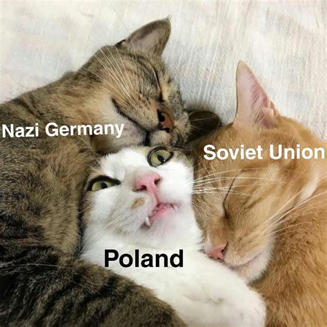 Poland's struggle in a cat meme : r/HistoryMemes