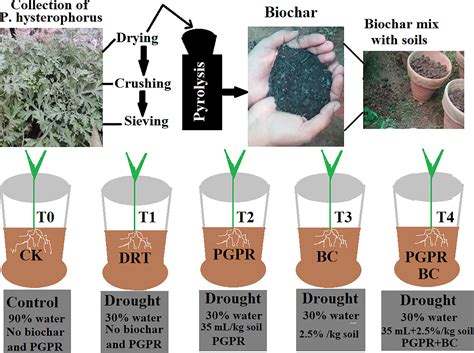 Frontiers Plant Growth Promoting Rhizobacteria And Biochar Production