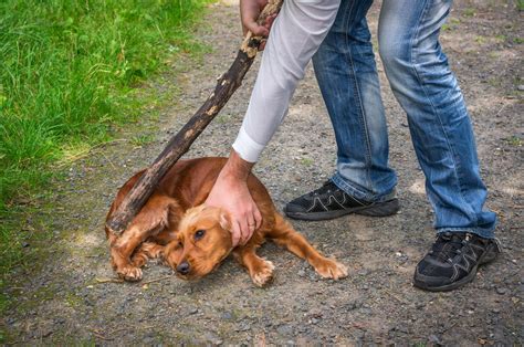 Animal Abuse In India: How To Report An Animal Cruelty Complaint - Kaleeyantey Law Firm