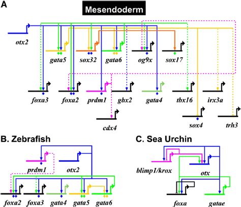 Regulatory Gene Networks For Mesendoderm Development A Overview Of