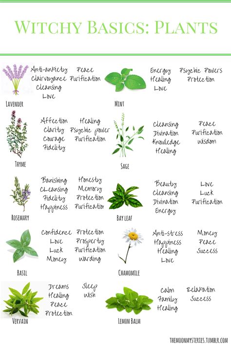 Themoonmysteries Witchcraft Basics Plants Part 1here Is A Little