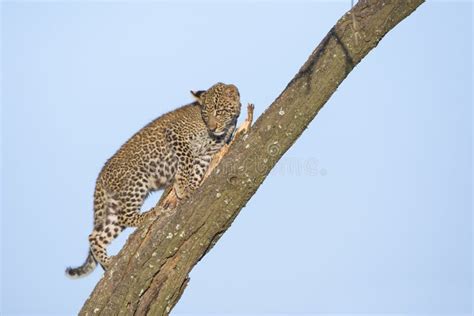 Leopard cub in a tree stock photo. Image of reserve - 162319220