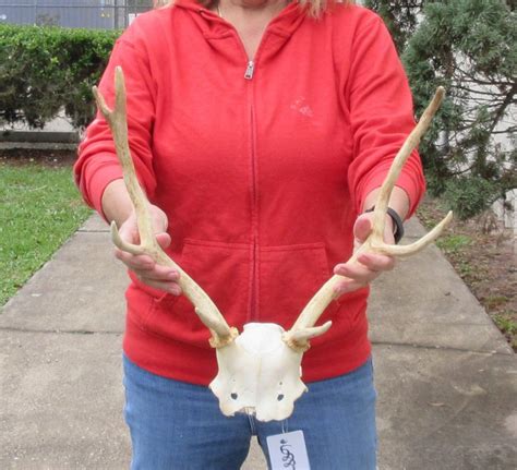 Fallow Deer Skull Plate And Horns