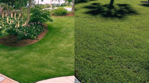 How To Fertilize Zoysia Grass The Right Way