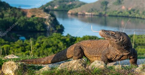 Dragón Komodo Nombre científico Varanus komodoensis El lagarto vivo