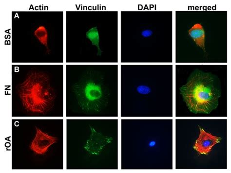 Osteoblasts Adhesion To Roa Induces Actin Cytoskeletal Reorganization