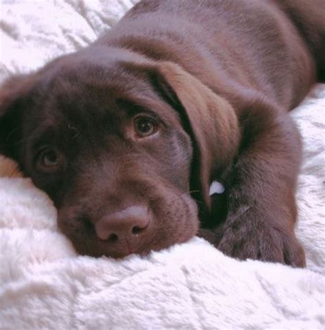 16 Signs Your Labrador Is The Best Dog Ever – The Paws | Lab puppies ...