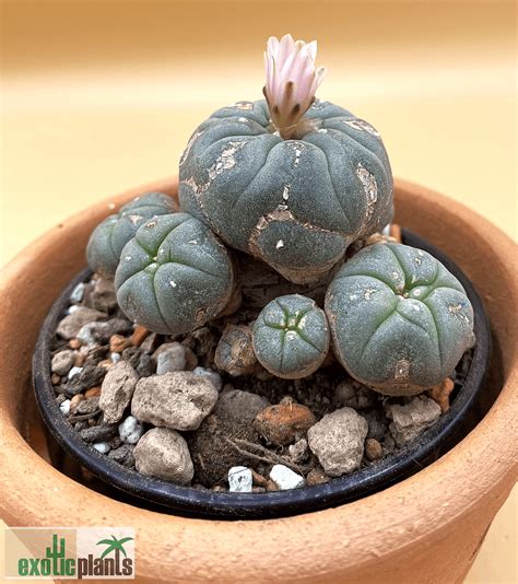 Lophophora Williamsii Var Caespitosa Peyote Cluster Exoticplants Spezialist Für Exotische