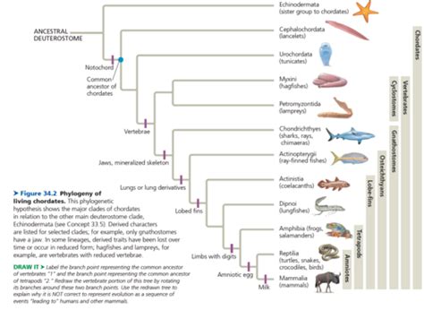Biology Chapter 34: The Origin and Evolution of Vertebrates Flashcards ... 