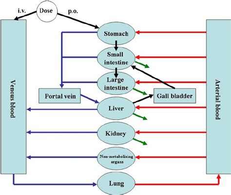 A Typical Whole Body Pbpk Model The Various Organs And Tissues Are