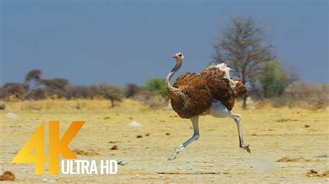 4k Ostrich The Flightless Bird African Wildlife Documentary Film With