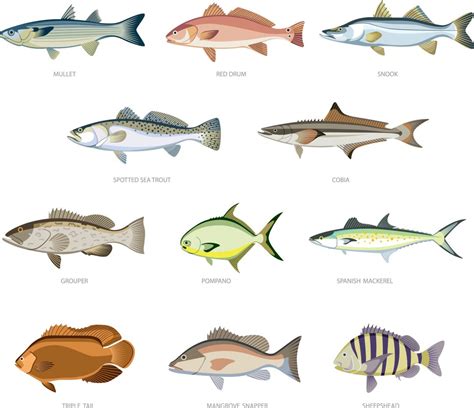 eleven types  fish youll find   gulf  mexico sarasota magazine