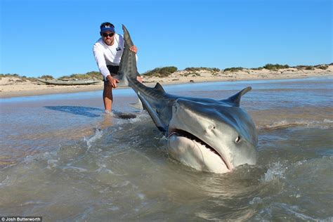 Ten Huge Tiger Sharks Up To Five Metres Long Hauled Into Shore By