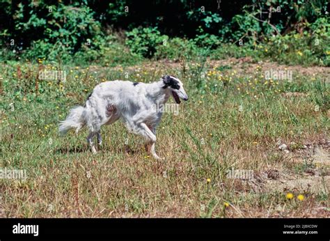 A Borzoi Dog Walking In A Field Of Grass And Yellow Wildflowers Stock