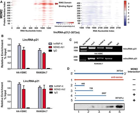 Lincrna P Regulates Neointima Formation Vascular Smooth Muscle Cell