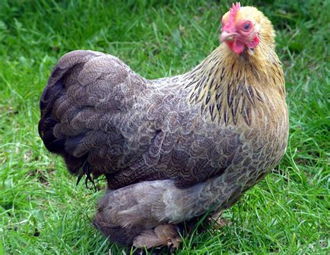 chicken breeds choosing  breed  chicken
