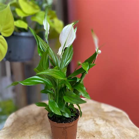 Skrzydłokwiat spathiphyllum 'Pearl Cupido'
