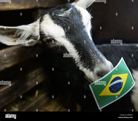 Ronaldo the goat shows his true colours at Whitehouse Farm in Morpeth ...