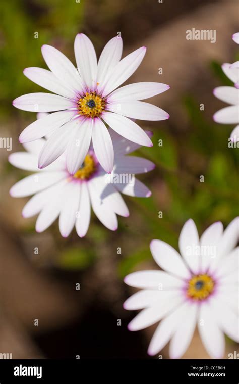 White flowers pink centers hi-res stock photography and images - Alamy