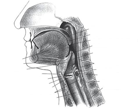 dysphagia midterm pt  lateral chart diagram quizlet