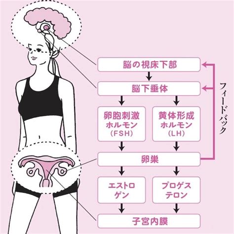 女性ホルモンの正体を学ぼう！「美のエストロゲン」「母のプロゲステロン」とは？ 美的com