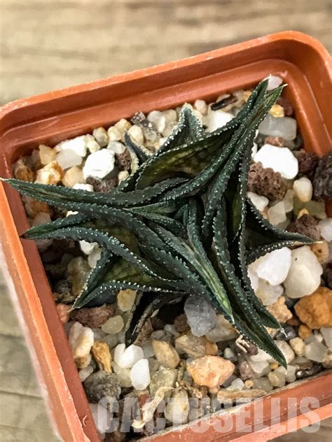 SHPR4607 Haworthia Venosa Subsp Tessellata Malgas Western Cape