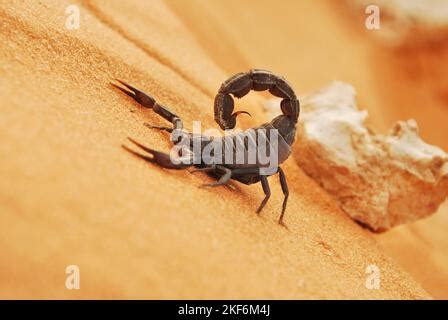 Black Scorpiones in Saudi arabian desert Stock Photo - Alamy