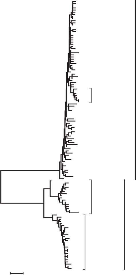 Neighbour Joining Tree Constructed Using Tamura And Nei Distances With