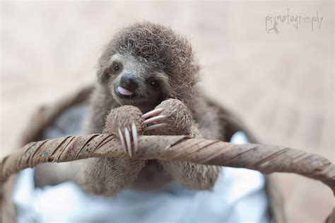 Baby Sloth Center Melts Hearts • VRAC's Costa Rica Blog