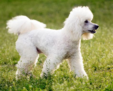 Пудель (Poodle) - элегантная, гордая, умная порода собак. Фото пуделя ...