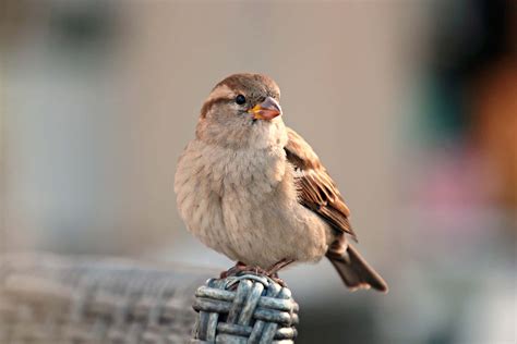 [100+] Sparrow Pictures | Wallpapers.com