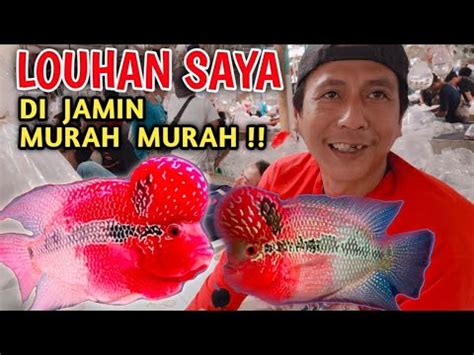 CEK HARGA IKAN LOUHAN TERBARU TERMURAH DI PASAR IKAN HIAS PARUNG YouTube