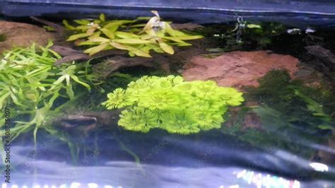 Top View Of Lava Stone And Sand Waterfall Aquascape Healthy Aquatic