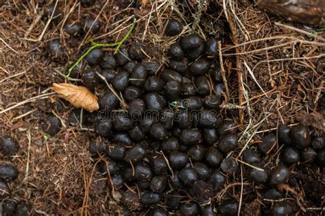 Fresh Droppings Of Red Deer Lying On The Ground In A Forest From Top