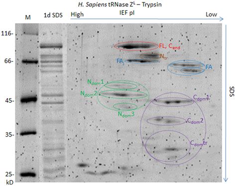 Two Dimensional Gel Electrophoresis Of H Sapiens TRNase ZL Trypsin