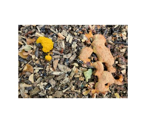 4 Types of Orange Mold to Look Out For | Exact Recon Restoration