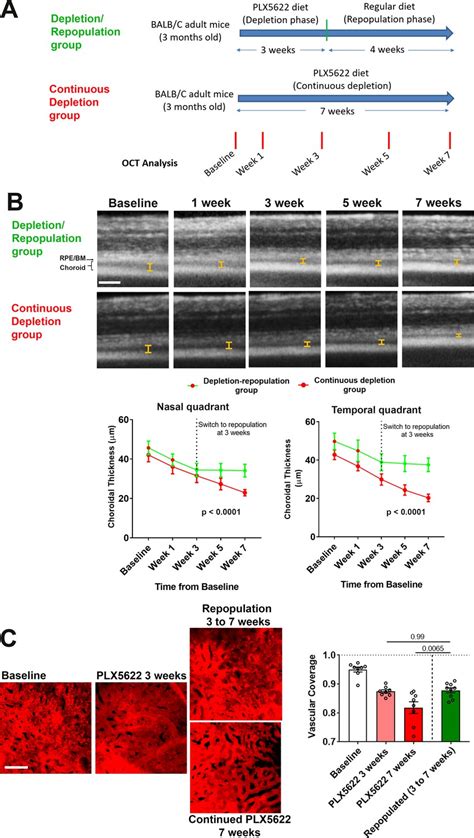 CSF1R Blockade Induces Macrophage Ablation And Results In Mouse