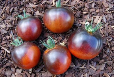 Томат шоколадный – описание и характеристика: урожайность, качество ...