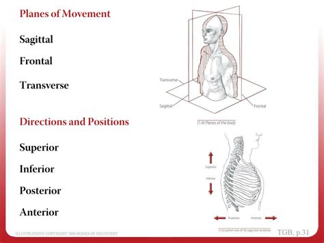 Ppt Anatomical Position Powerpoint Presentation Free Download Id 2986951