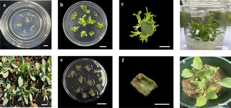 Callus Mediated Plant Regeneration In I Indigotica Baoding Hebei