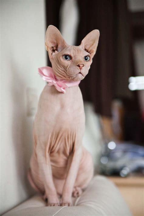 Elegant Valentin Home Sphynx Cat Cat Breeds Cute Cats