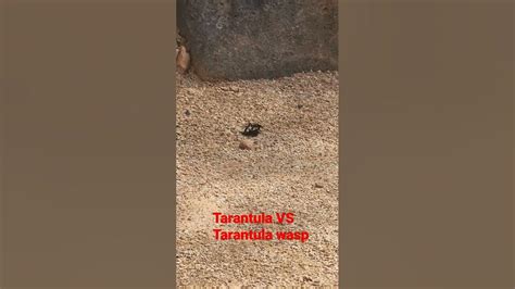 Tarantula Wasp Takes Down Tarantula 😱 Youtube