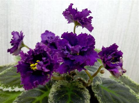 Рс Царь Девица Фиалка Фото И Описание – Telegraph